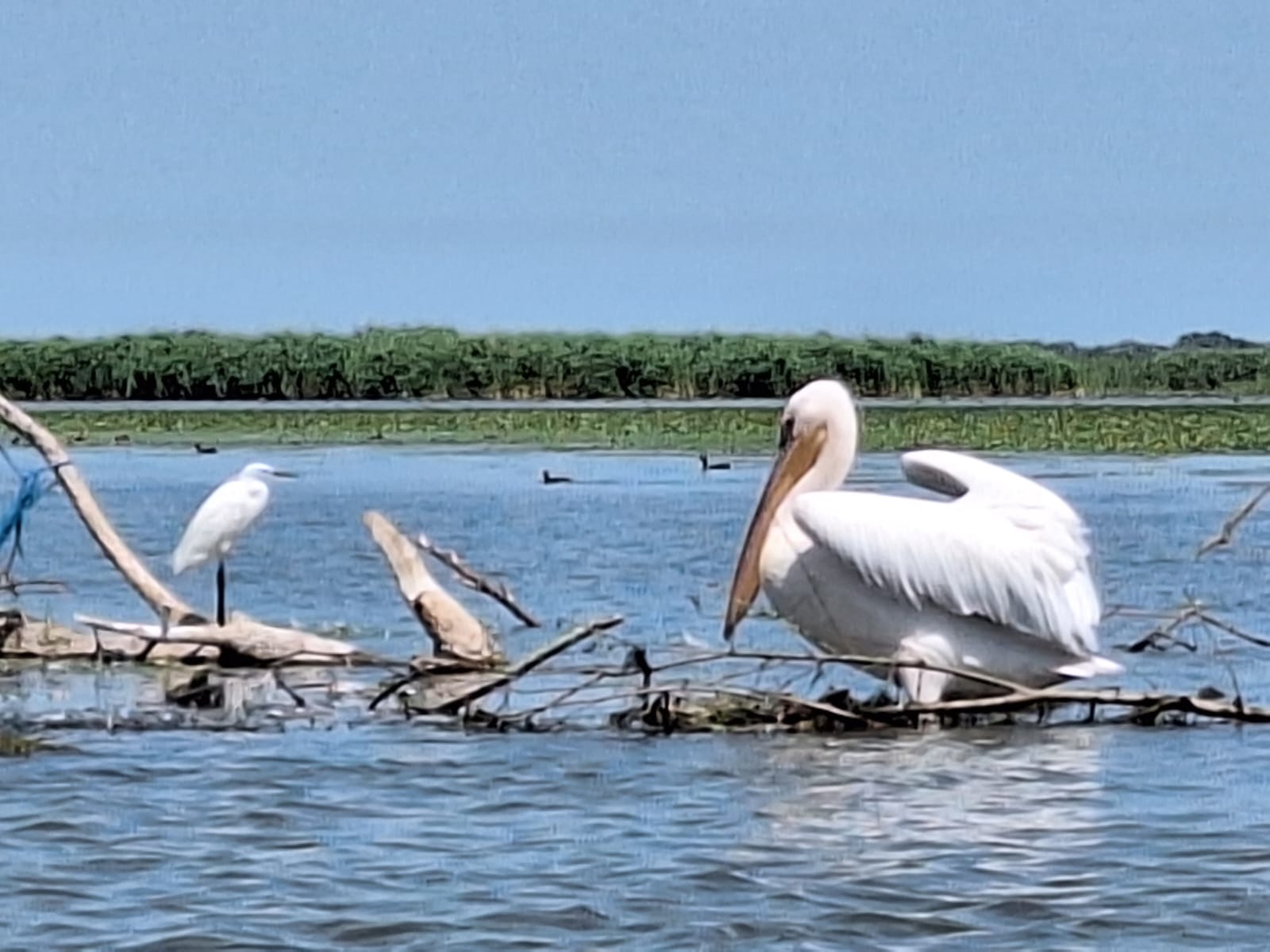 delta birds pelicans Romania